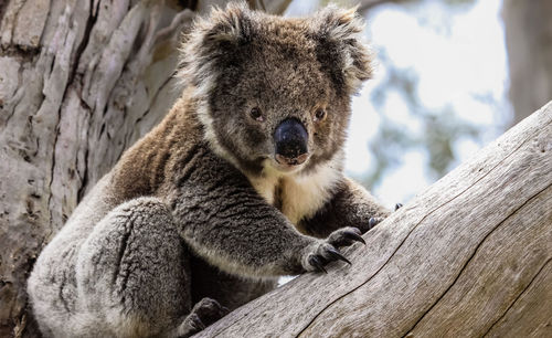 Close-up of a koala sitting on tree trunk