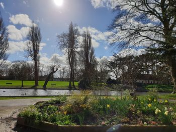 Plants and trees in park against sky