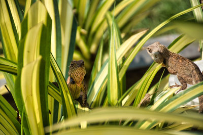 Bird perching on a plant