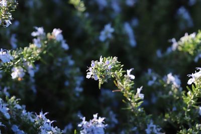 Close-up of white flowering plant