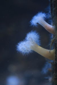 Close-up of sea anemone in aquarium