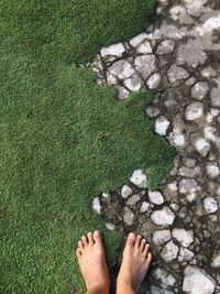 Low section of person standing on plant