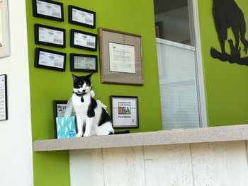 Cat sitting on wall