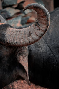 Close-up of buffalo