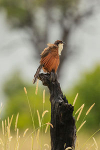 Close-up of bird perching on a tree