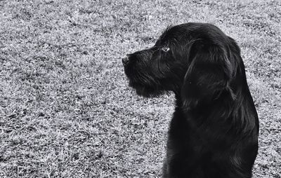Close-up of dog