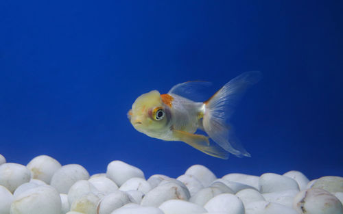 Gold fish swimming in aquarium