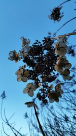 Low angle view of tree against blue sky