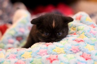 Portrait of cat relaxing on bed