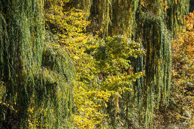 Full frame shot of trees in water