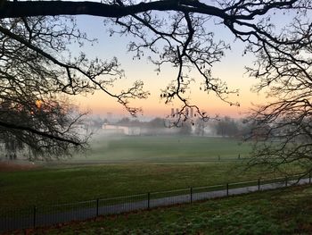 Trees on field against sky during foggy weather