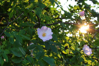 Close-up of white flowers blooming in park