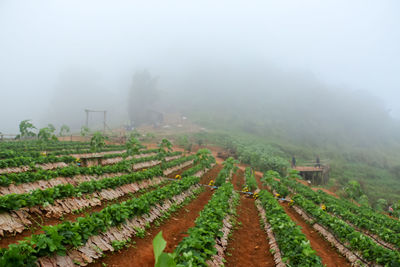 Scenic view of agricultural field