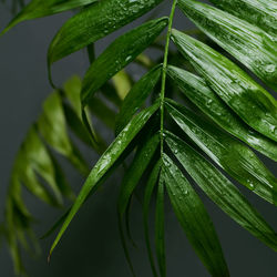 Close-up of wet leaves