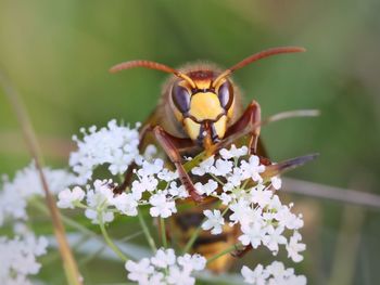 Close-up of wasp on cow parsnip