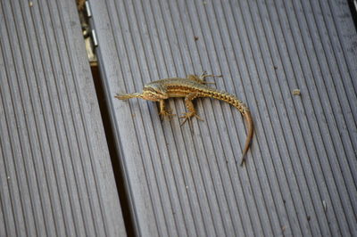 High angle view of insect on wood