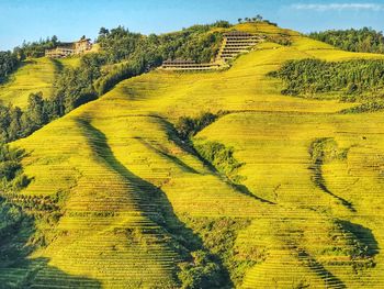 Scenic view of agricultural field