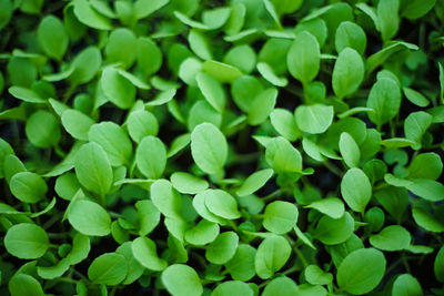 Full frame shot of green plants