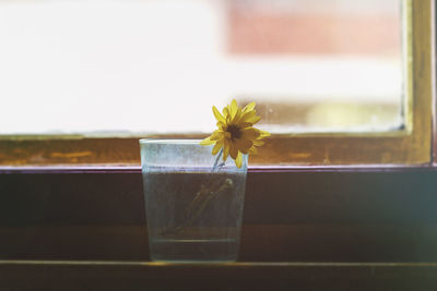 Close-up of yellow flower on glass table