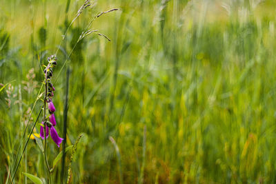 Close-up of purple flowering plant on field
