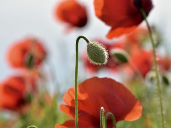 Close-up of red poppy flower