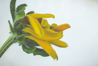 Close-up of yellow flower