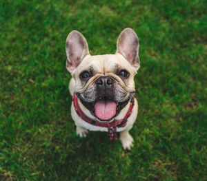 Portrait of a dog