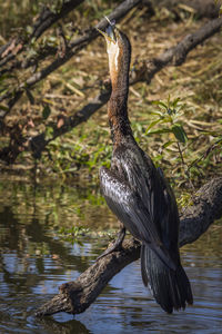 Bird perching on a tree