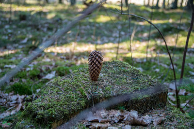 Close-up of a pine cone on a field