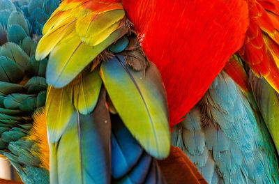 Close-up of scarlet macaw