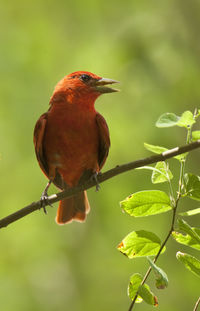 Close-up of bird perching on twig