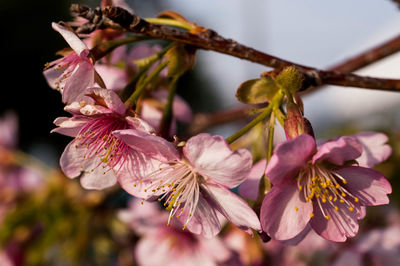 Close-up of cherry blossoms