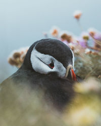 Close-up of a bird