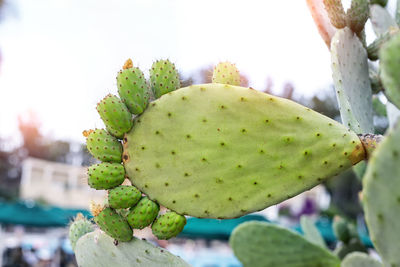 Close-up of prickly pear cactus