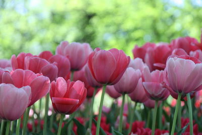 Close-up of pink flowers