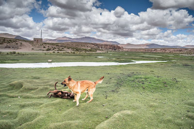 Dog lying down on land against sky