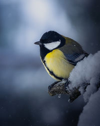 Close-up of bird