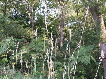 Trees in forest