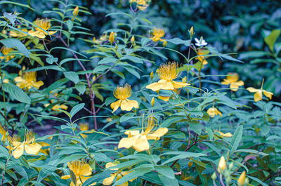 Close-up of yellow flowering plants