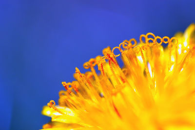 Close-up of yellow flower against blue sky