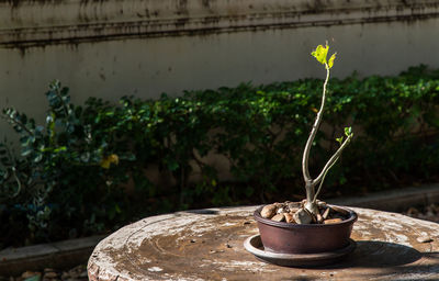 Close-up of potted plant against wall in yard