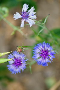 Close-up of purple flowering plant