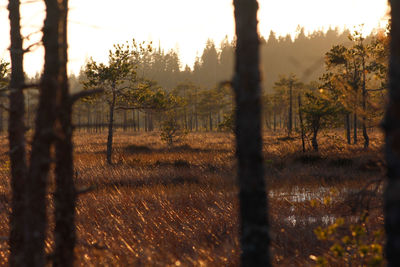 Trees on field against sky