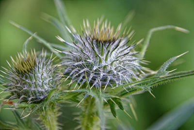 Close-up of thistle on plant