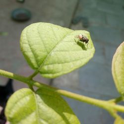 Close-up of insect on leaf