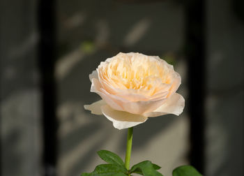 Close-up of rose flower