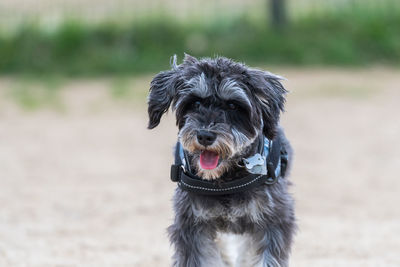 Portrait of dog on field