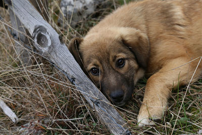 High angle view of puppy on grass