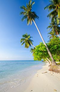 Palm tree on beach against blue sky