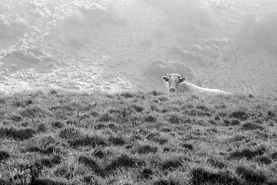 Cow peaking over the ridge